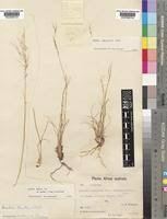 Image result for Aristida diffusa