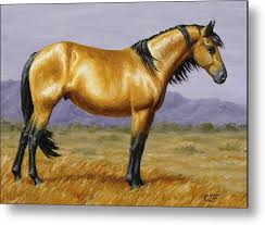 To learn more about our buckskin council's wehrle service center and scout shop will be closed monday, july 5th in. Buckskin Mustang Stallion Metal Print By Crista Forest