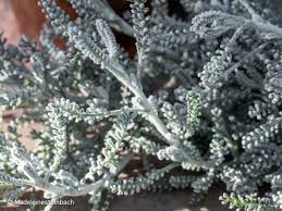 Image result for Santolina chamaecyparissus