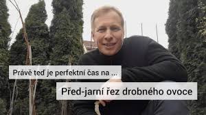 Image result for rez rzivost ostru%u017Einy