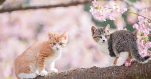 Japanese Photographer Captures Two Photogenic Kittens Playing On A Cherry Blossom Tree