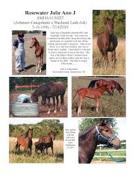 Wisconsin Morgan Horse Club Newsletter