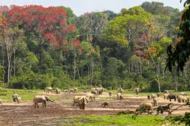 Image result for Zanha africana