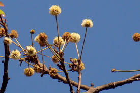 Image result for Xylia torreana