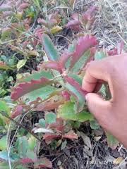 Image result for Philyrophyllum schinzii