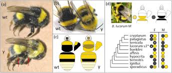 Check out our bric a brac selection for the very best in unique or custom, handmade pieces from our beaded bracelets shops. A Combined Rad Seq And Wgs Approach Reveals The Genomic Basis Of Yellow Color Variation In Bumble Bee Bombus Terrestris Scientific Reports