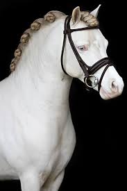 Horse Braids 10 Braided Manes Every Equestrian Will Envy Horse Braiding Horse Mane Horses