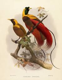 Hasil gambar untuk red bird of paradise