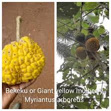 Image result for Myrianthus arboreus