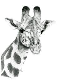Reworking of an earlier drawing of ruby adding much more detail and. Baby Giraffe Pencil Drawing
