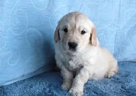 Here's how to keep up with your pup as she develops. Golden Retriever Puppies Nc Akc Petfinder