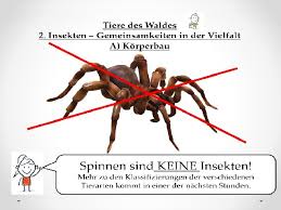 Ein sachtext (zeitungsartikel, broschüre, report, bericht, gebrauchsanleitung, …) liefert fakten und informationen, ist keine interpretation. Hallo Liebe Klasse 8 C M Hallo Liebe