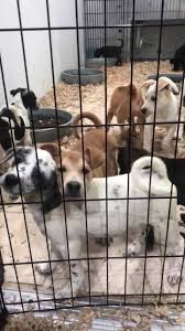 Maybe you would like to learn more about one of these? Pets Plus Natural Home Facebook