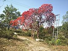 Blush rush bouquet $94.95 buy now >. Delonix Regia Wikipedia