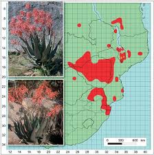 Image result for Aloe christianii