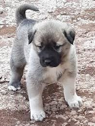 kangal kopegi ozellikleri evcil hayvan blog