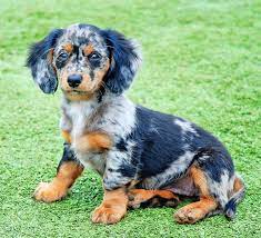 Dapple Doxie Dachshund Puppies Dapple Dachshund Dachshund Dog