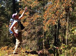 Ultimos Dias No Pierdas La Oportunidad Y Visita Los Santuarios De La Mariposa Monarca En Michoacan Te Van A Encantar Bradley Mountain Mountain Backpack Bags