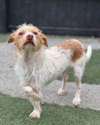 Take Paws Rescue | Scrappy is a two year old terrier mix who is full grown  at 20 lbs. He's as sweet as he is handsome. Scrappy was born with a carpal