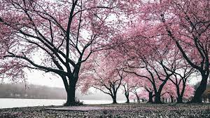 Wallpapers Flower Pink Cherry Blossom Sakura Haruno Spring Sakura Wallpapers Volcano Wallpaper Cherry Blossom Wallpaper