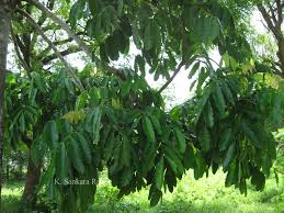 Image result for Khaya grandifoliola