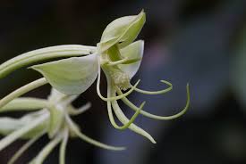 Image result for Habenaria insolita