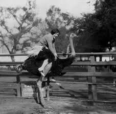 Ostrich Racing Back In The Day Kittens Vintage South Pasadena Ostrich