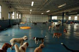 Stay Chicago Il Indoor Dog Park Diy Dog Kennel Dog Hotel
