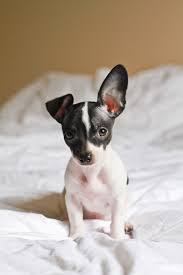 Apple Head Chihuahua Black And White Pin On Photography Inspirations