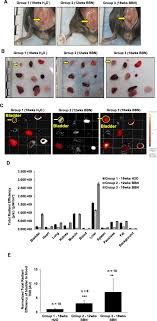 Unfortunately, one of the most common initial signs of hemangiosarcoma involves sudden collapse due to massive internal bleeding, usually from a ruptured spleen. Detection Of Carcinogen Induced Bladder Cancer By Fluorocoxib A Bmc Cancer Full Text