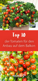Die Beliebtesten Tomaten Fur Den Anbau Auf Dem Balkon Tomaten Garten Anbau Tomaten Pflanzen
