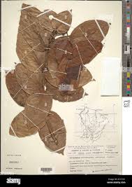 Image result for Cassipourea