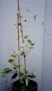 Image result for Fagopyrum snowdenii