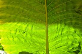 They do, but elephant ear flower seeds are only viable a short time, so if you want to plant them, harvest the pods and use them. Jumbo Elephant Ear Leaf Stock Photo Image Of Green 113337318