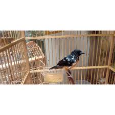 Sebab ini memang aneh jika dikaitkan dengan peta persebaran berbagai ras murai batu maupun spesies yang mempunyai hubungan kekerabat Harga Murai Betina Terbaru Agustus 2021 Biggo Indonesia