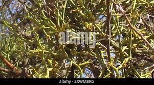 Image result for Viscum verrucosum