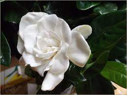 Gardenia Flower Gardenia Flowers Irish Landscape
