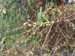 Image result for Ficus stuhlmannii