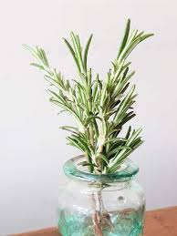 Image result for rosemary cuttings