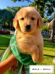 Over the last decade, akc data has pointed to a rise in popularity of smaller breeds. Golden Retriever Puppies For Sale Sugar Land Tx 304203