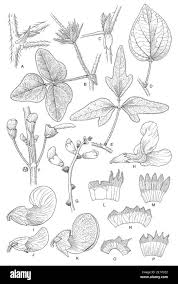 Image result for Virectaria major