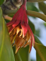 Image result for Bruguiera