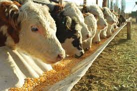 Apparently, corn has been a trending pet food. Cows Eating Corn Brookside Agra
