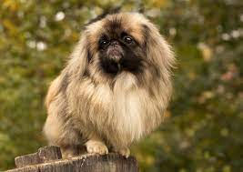 Check spelling or type a new query. Pekinas Pekingese