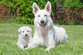 All You Need To Know About The White German Shepherd
