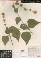 Image result for Abutilon englerianum