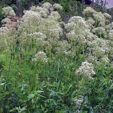 Image result for Valeriana