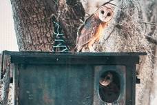 Member Meet-up: Darien Owl Trail Walk
