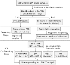 Flowchart Of The Culture And Pcr Based Procedures Performed