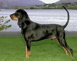Black And Tan Hound Dog Breeds Chihuahua Coonhound Puppy Coonhound Dog Breeds